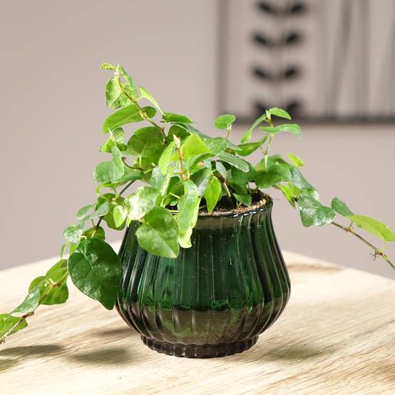 Promesse de Fleurs - Ficus pumila Arina - Ficus nain rampant Mini-plante