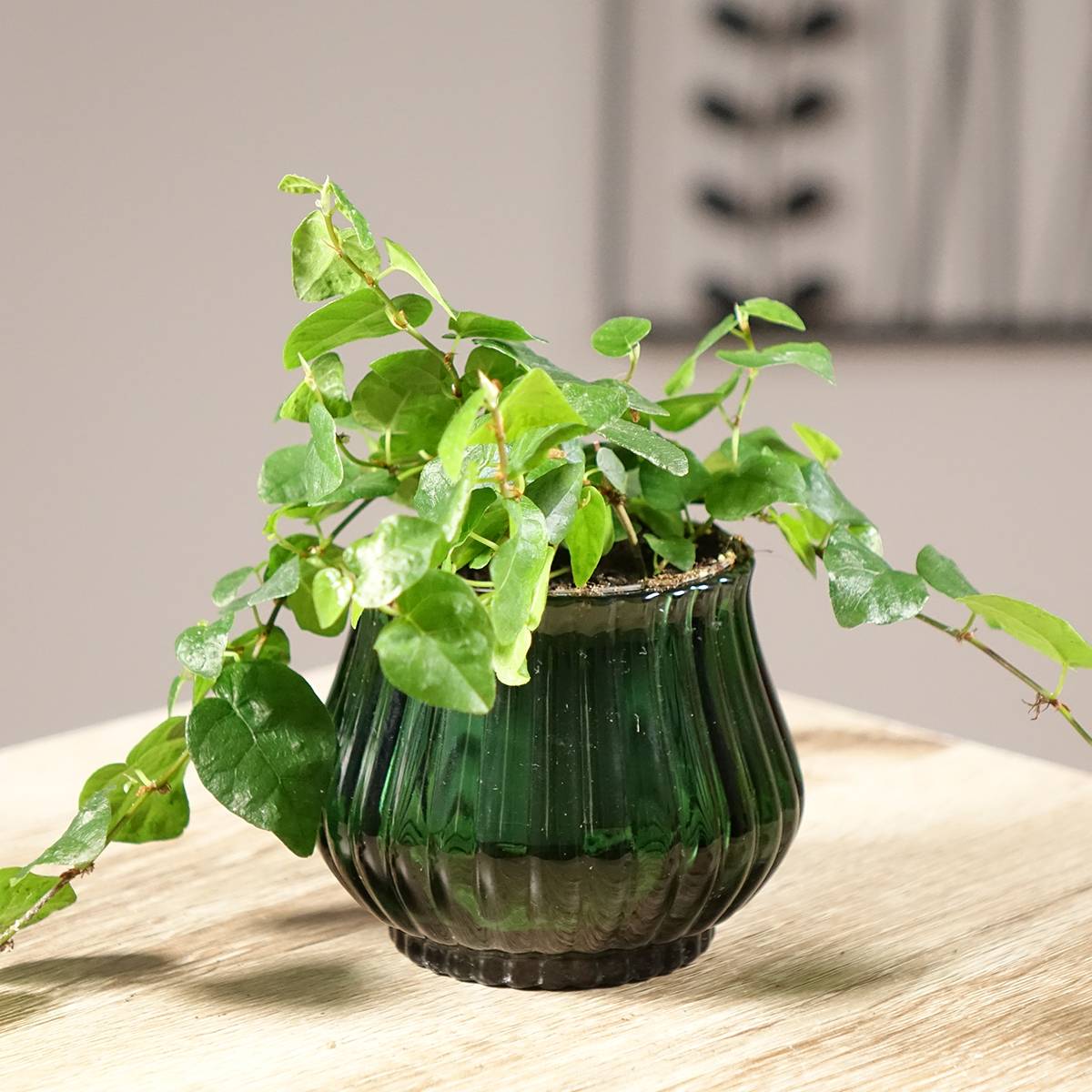 Promesse de Fleurs - Ficus pumila Arina - Ficus nain rampant Mini-plante
