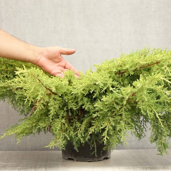 Promesse de Fleurs - Genévrier - Juniperus pfitzeriana Goldkissen Pot de 7,5L/10L - Image 2