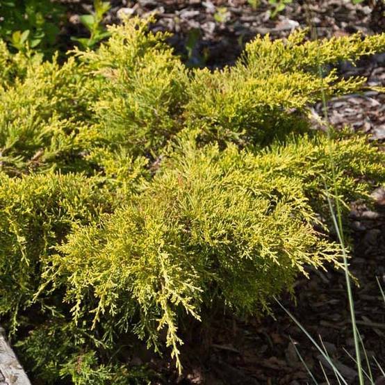 Promesse de Fleurs - Genévrier - Juniperus pfitzeriana Goldkissen Pot de 7,5L/10L - Image 1
