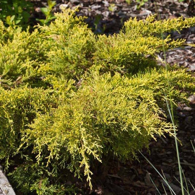 Promesse de Fleurs - Genévrier - Juniperus pfitzeriana Goldkissen Pot de 7,5L/10L - Image 1