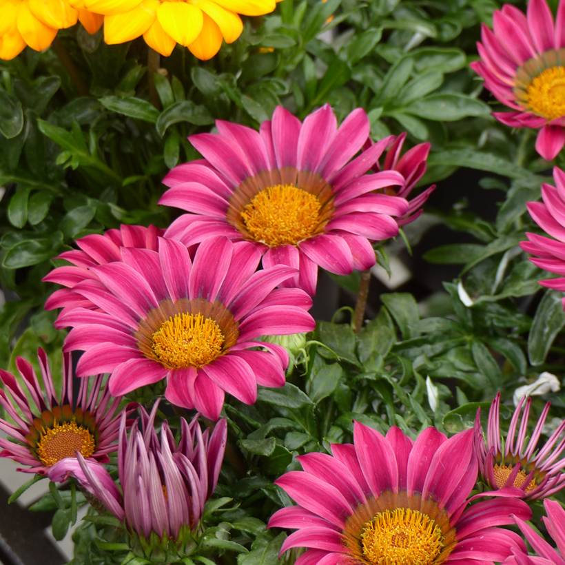 Graines de Gazania Zany F1 Pink le sachet de 20 graines environ