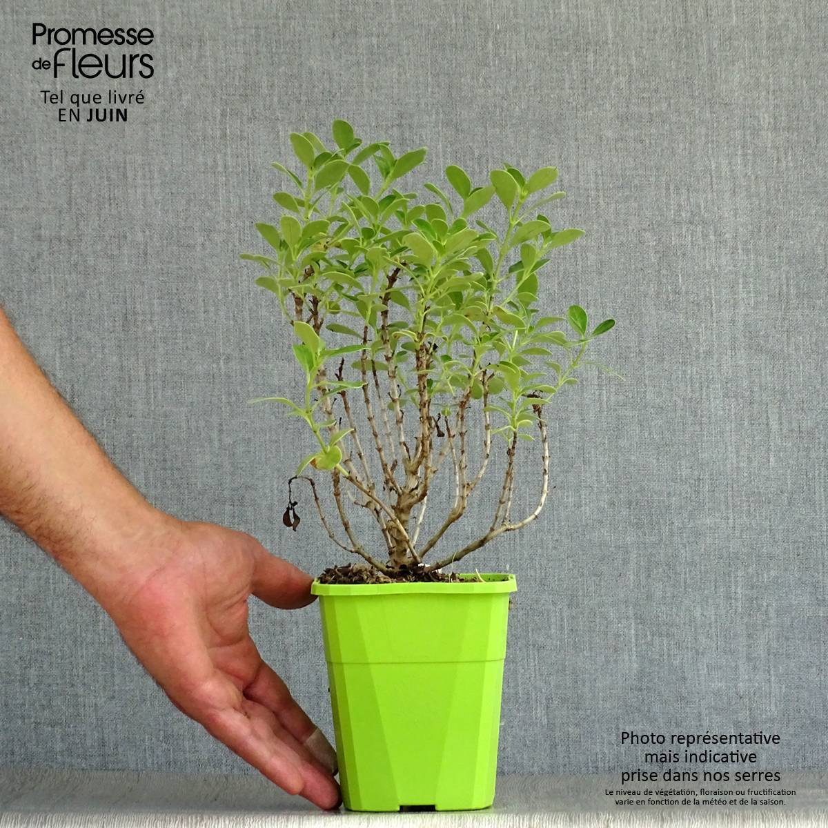 Coprosma Mini Mac - Plante miroir Pot de 3L/4L - Image 2