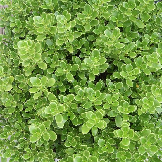 Coprosma Mini Mac - Plante miroir Pot de 3L/4L - Image 1
