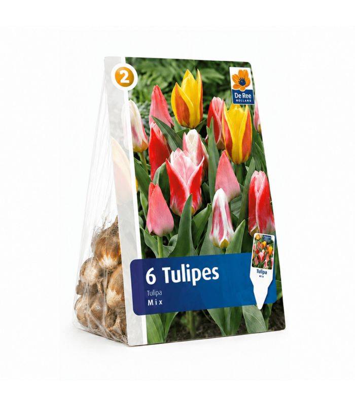 Tulipes botaniques Sgaravatti 6 bulbes en mélange, variété compacte idéale pour bordures et rocailles - 617234 - Image 2