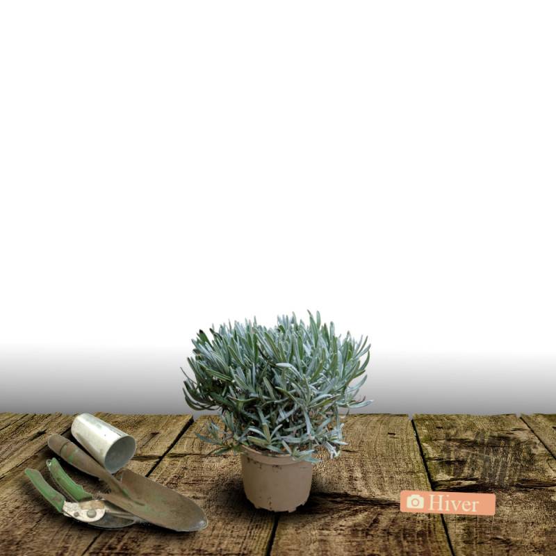 Lavande Dutch Lavander, Lavandin à fleurs Bleue - feuillage Persistant - Pot de 2L - 10/20 cm-  hauteur à maturité De 0,50 m à 1,00 m - Image 4