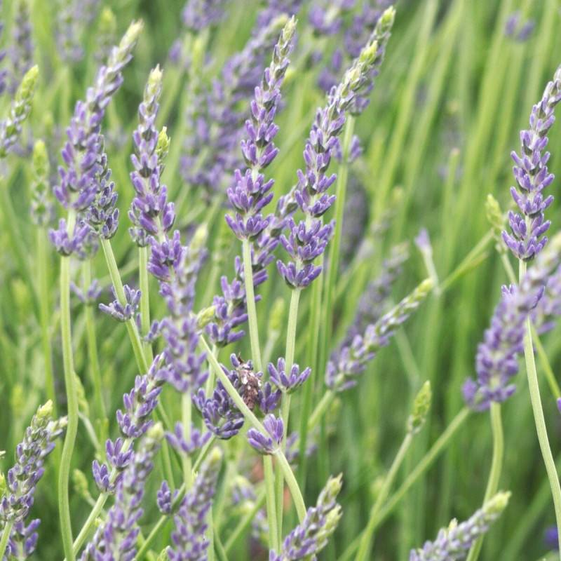 Lavande Dutch Lavander, Lavandin à fleurs Bleue - feuillage Persistant - Pot de 2L - 10/20 cm-  hauteur à maturité De 0,50 m à 1,00 m - Image 1