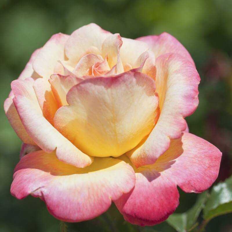 Rosier 'Mme A. Meilland' - Conteneur 3L - Pépinières Naudet - Image 4