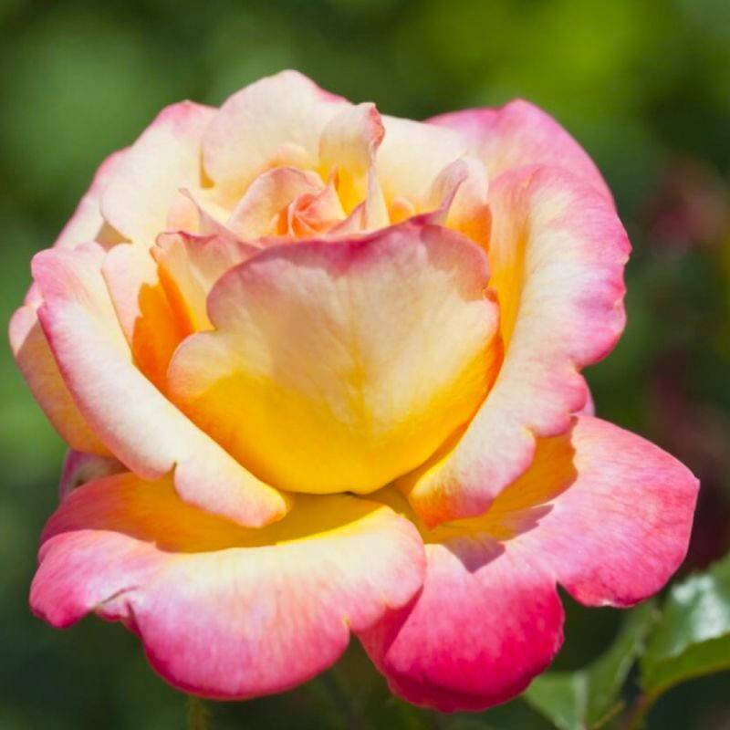 Rosier 'Mme A. Meilland' - Conteneur 3L - Pépinières Naudet