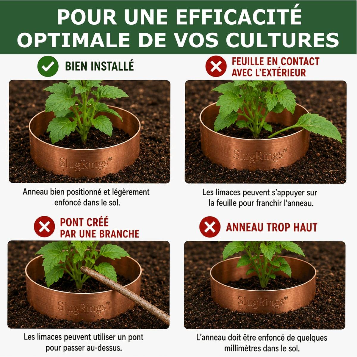 Tout pour les nuisibles - 12 Anneaux de Cuivre Anti-Limaces et Escargots SOLU'LIMACES – Ø17 cm – Protection des Salades, Fraisiers, Aromatiques, Potager et Fleurs - Image 6