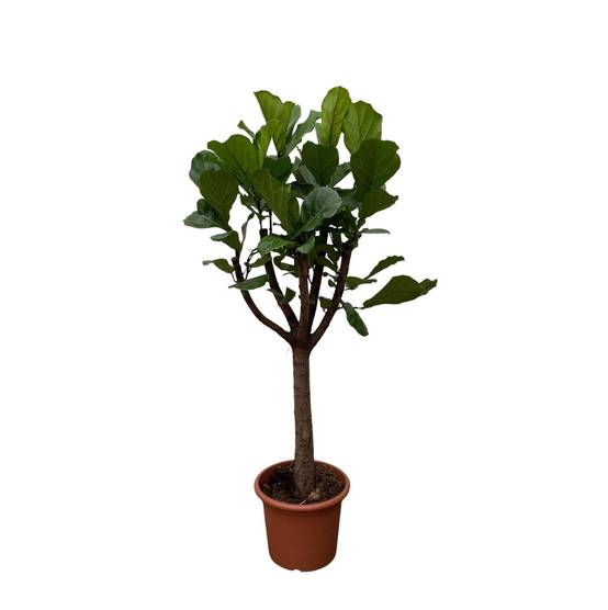 La Green Touch - Ficus Lyrata Arbre Xxl - D40 H210cm - Image 2