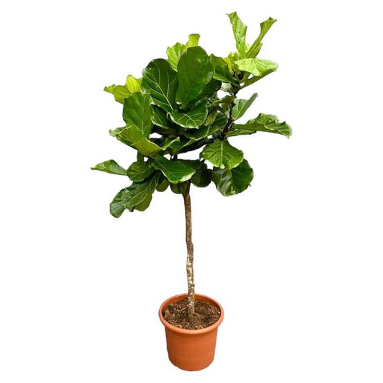 Ficus Lyrata Arbre Xxl - D40 H200cm - Image 1