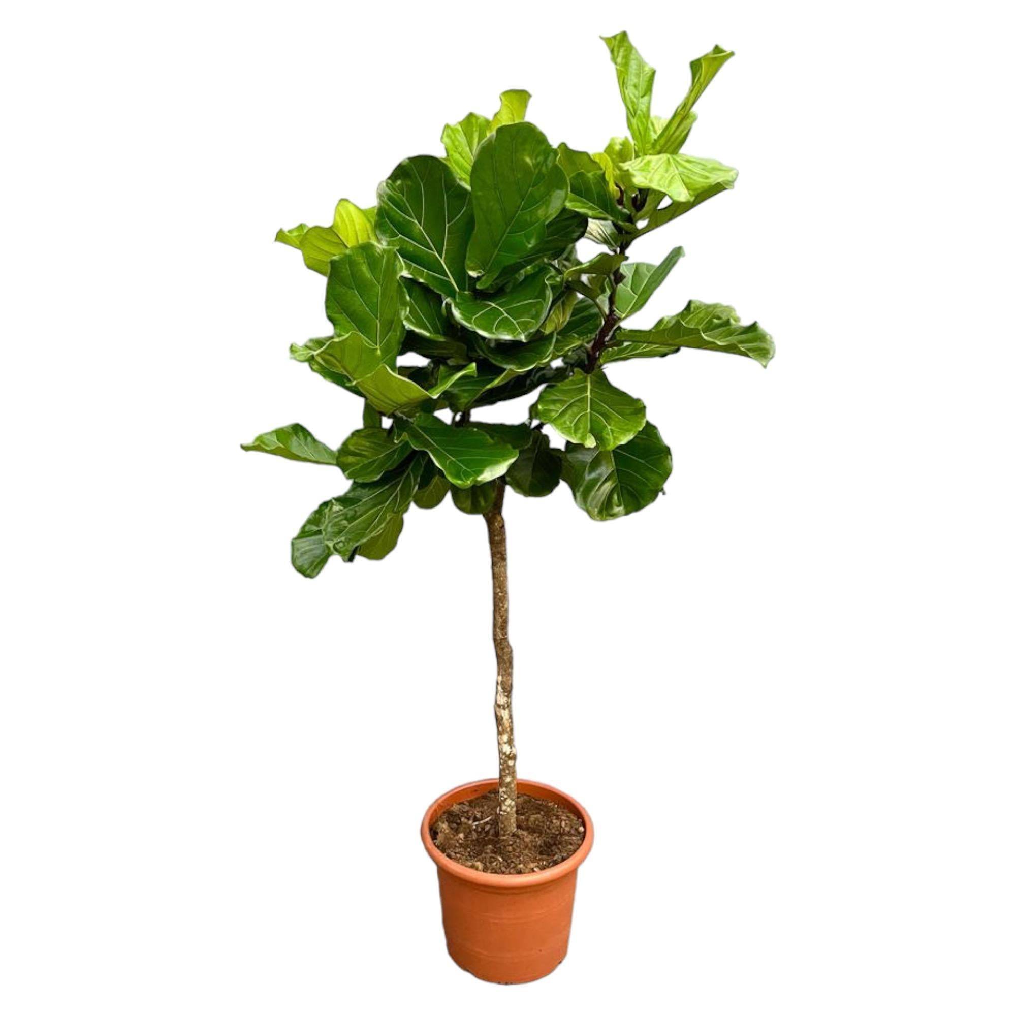 Ficus Lyrata Arbre Xxl - D40 H200cm - Image 1