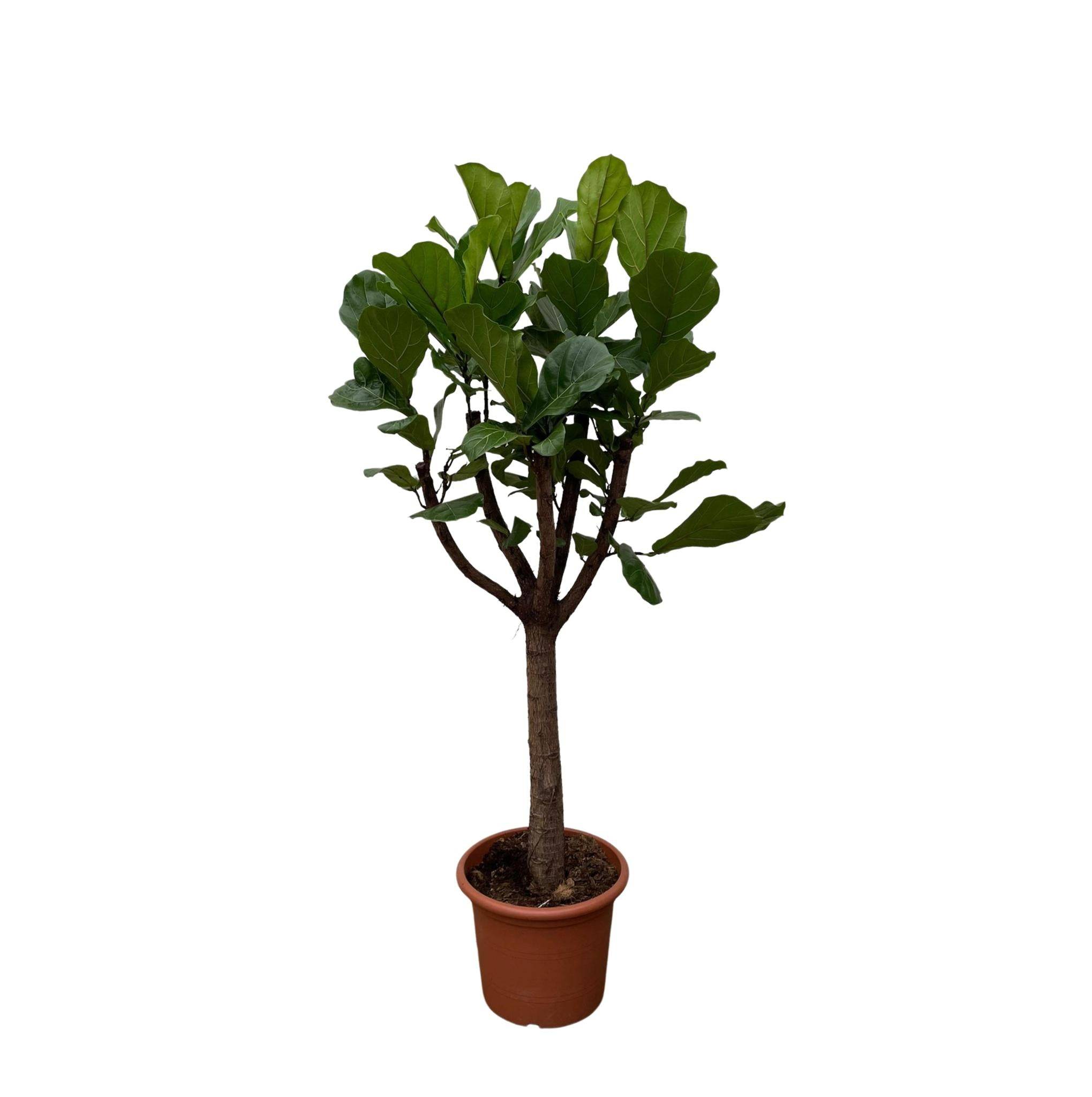 Ficus Lyrata Arbre Xxl - D40 H200cm - Image 2