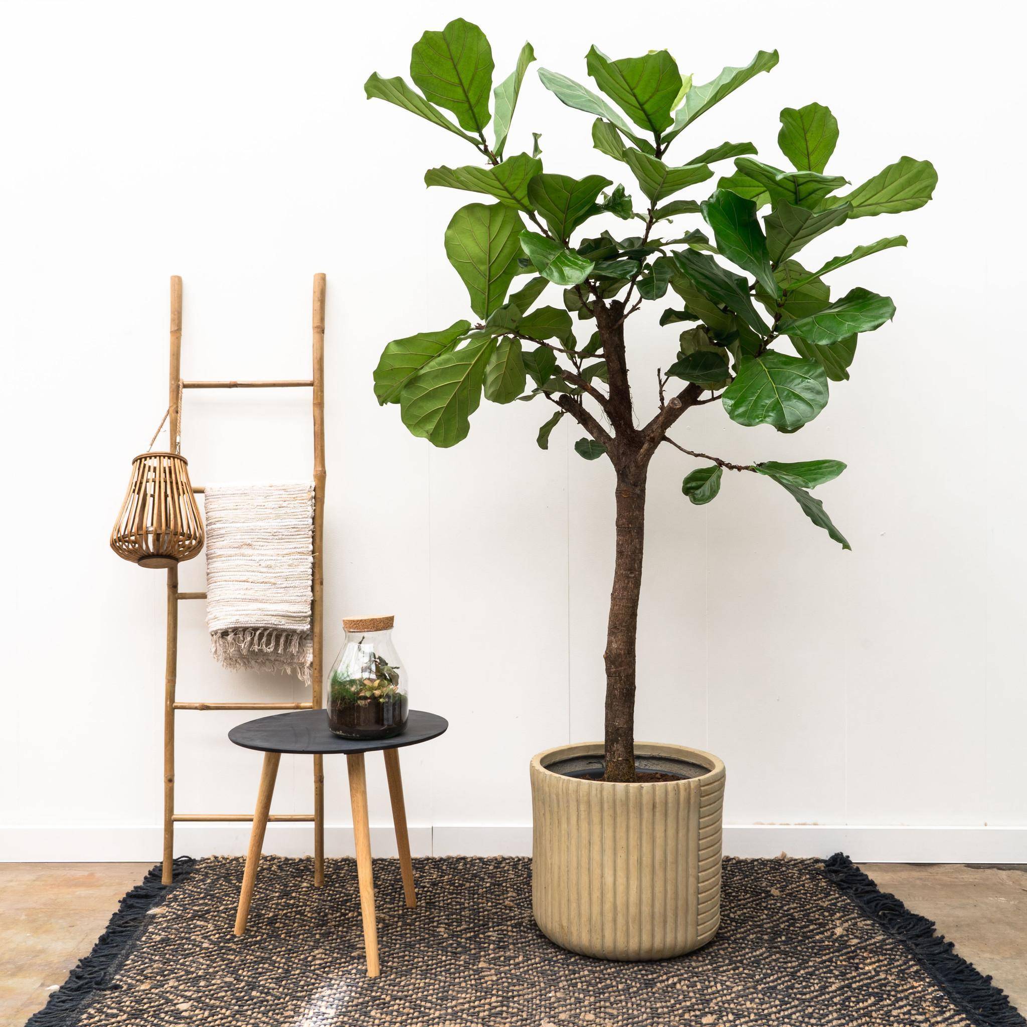 Ficus Lyrata Arbre Xxl - D40 H200cm - Image 4