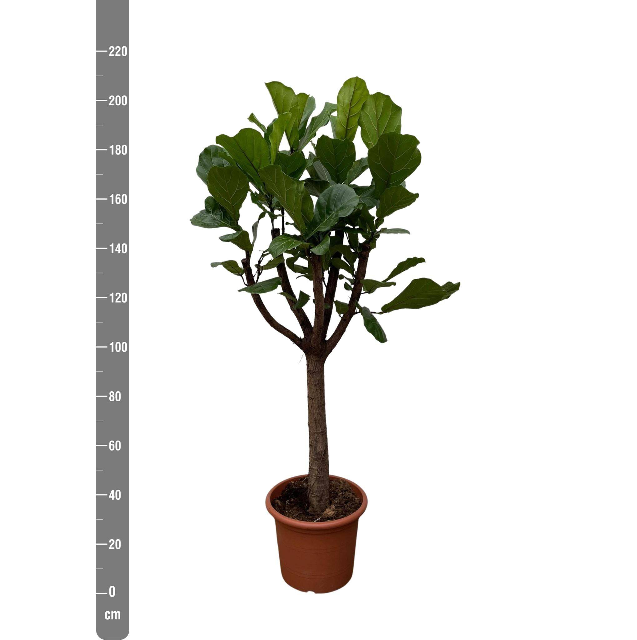 Ficus Lyrata Arbre Xxl - D40 H200cm - Image 3