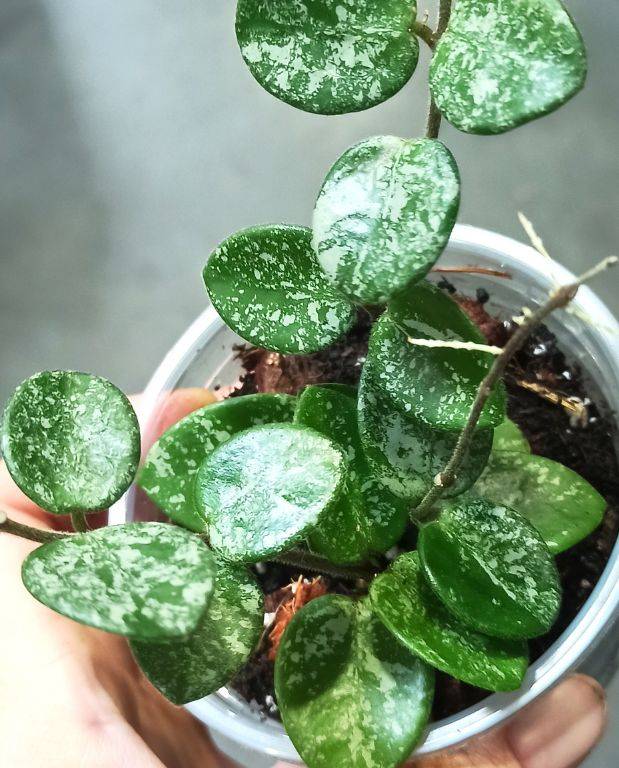 Hoya Mathilde Splash D. 6cm H. 15cm - Plante d'intérieur - IndoorPoppies - Image 2