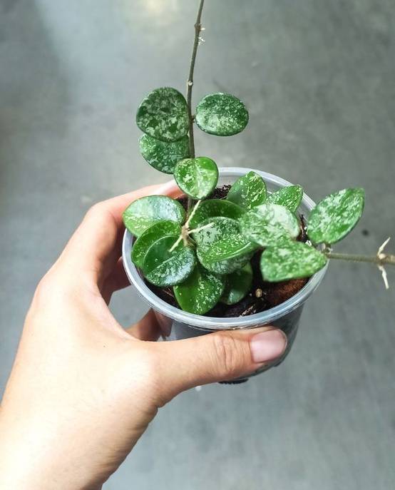 Hoya Mathilde Splash D. 6cm H. 15cm - Plante d'intérieur - IndoorPoppies - Image 1