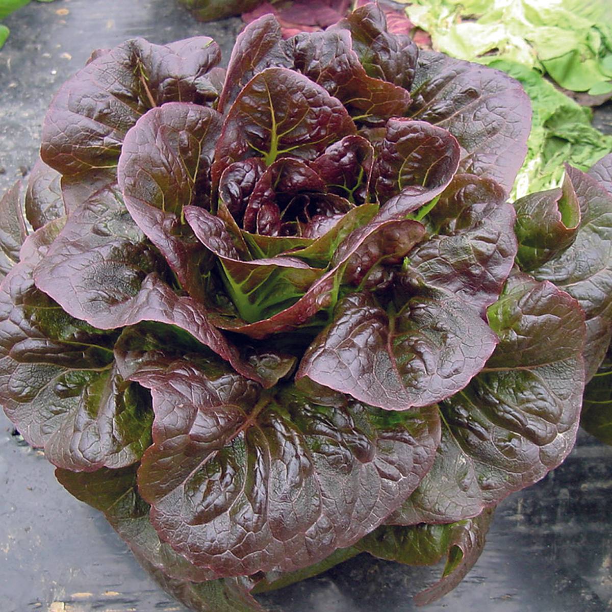 Promesse de Fleurs - Laitue romaine Ovired le sachet de 250 graines environ (0,3g)