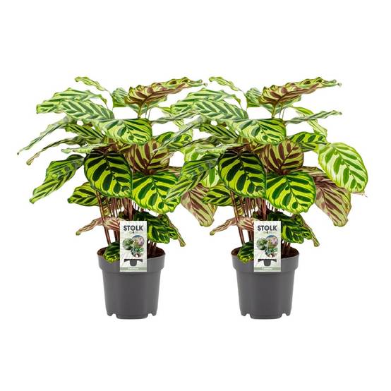 Calathea Makoyana - H45cm