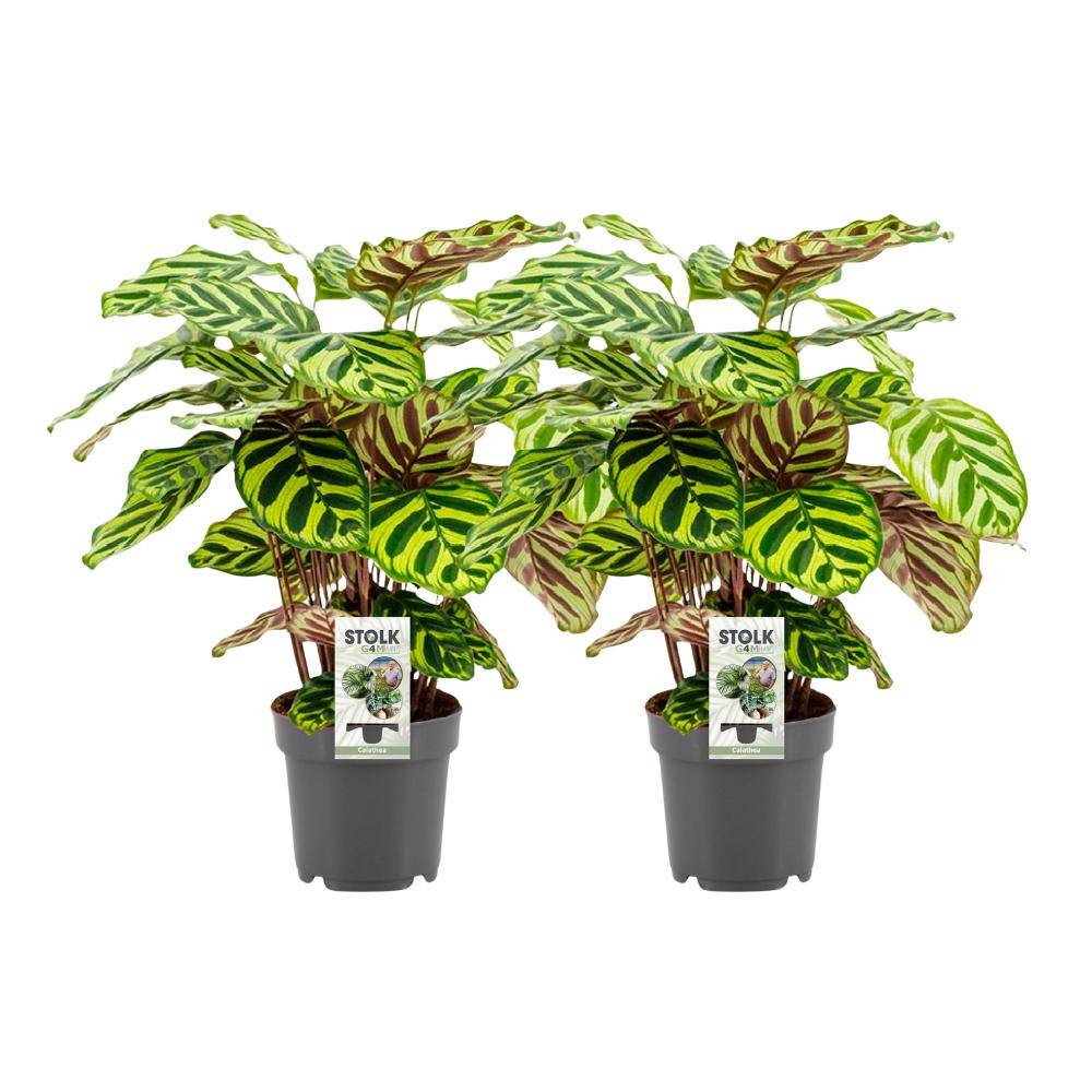 Calathea Makoyana - H45cm