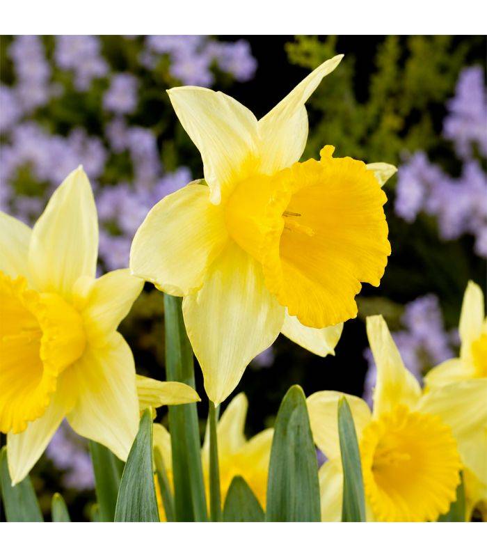Narcisse Magnet Sgaravatti 5 bulbes blancs à trompette jaune, floraison contrastée pour massifs et bouquets - 617251