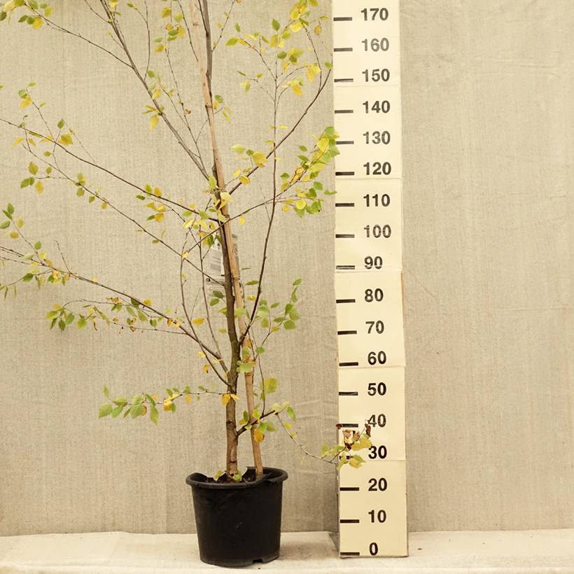 Bouleau noir - Betula nigra Heritage Pot de 12L/15L - Image 2