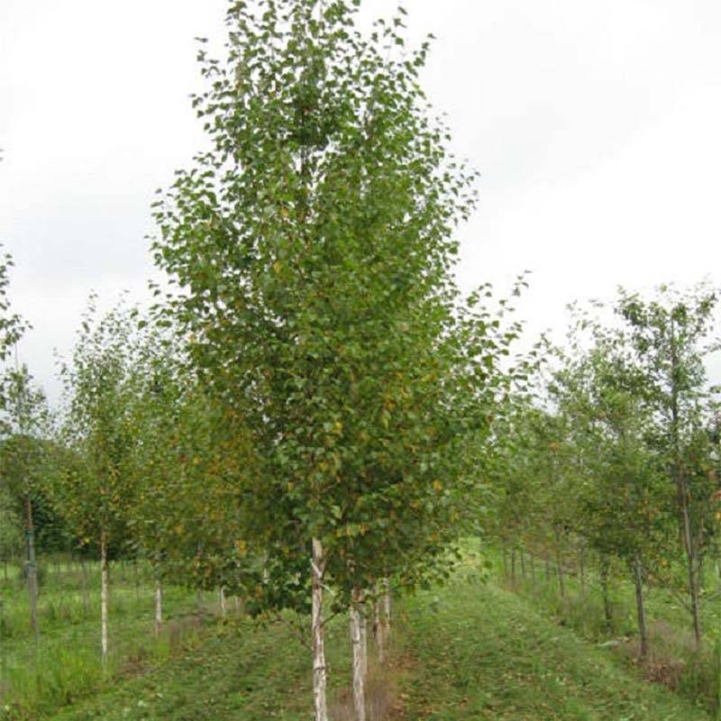 Bouleau noir - Betula nigra Heritage Pot de 12L/15L - Image 1