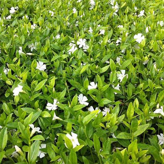 Vinca minor Elisa - Pervenche à petites fleurs Godet de 8/9 cm