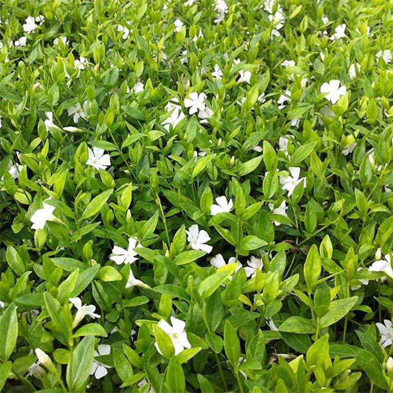 Vinca minor Elisa - Pervenche à petites fleurs Godet de 8/9 cm