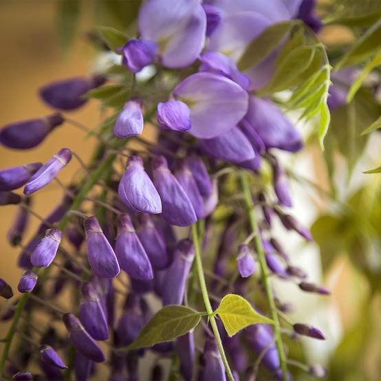 Glycine - Wisteria brachybotrys Yokohama Fuji Pot de 7,5L/10L