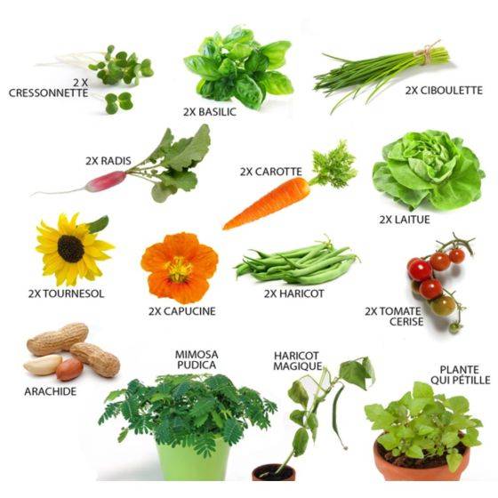 Radis et Capucine - Radis et Capucine - Potager d'une classe - 24 graines de légumes, aromates et fleurs - Image 2