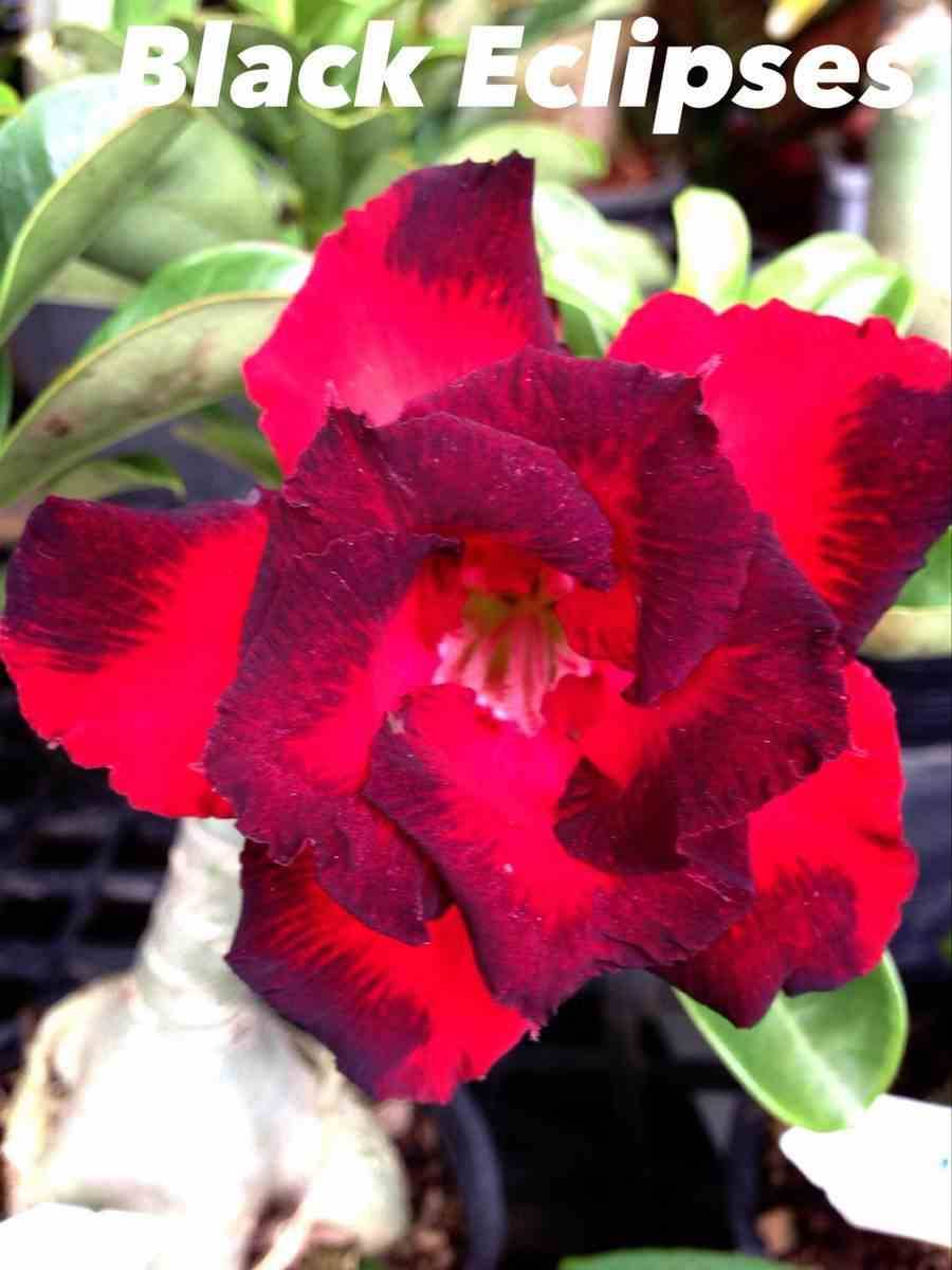 Sans Marque - Adenium obesum cv.Éclipses noires Caudex d'environ 2000g 25/30cm - Image 1