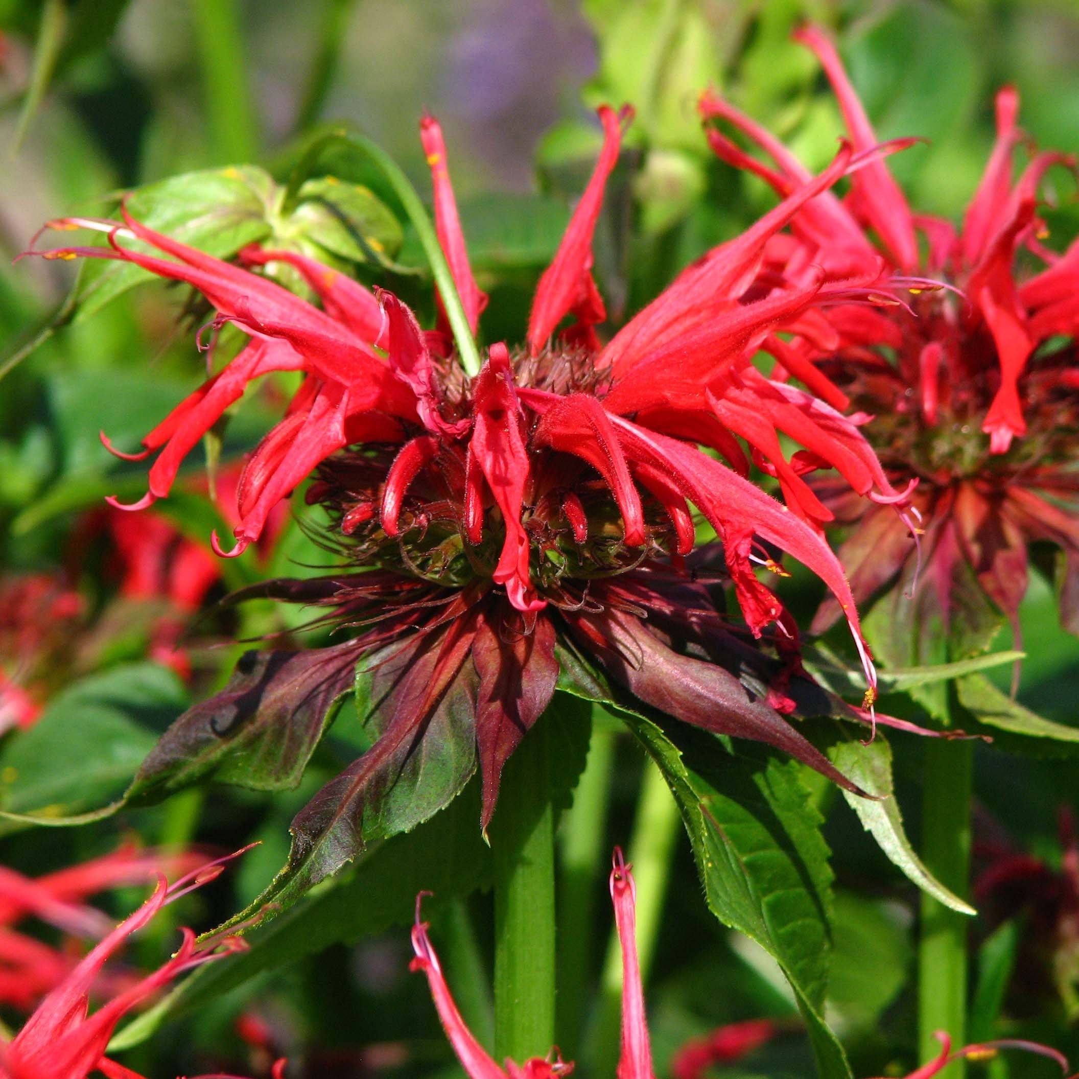 Monarde Squaw - Thé d'Oswego Squaw - Monarda Bergamote Squaw Godet de 8/9 cm