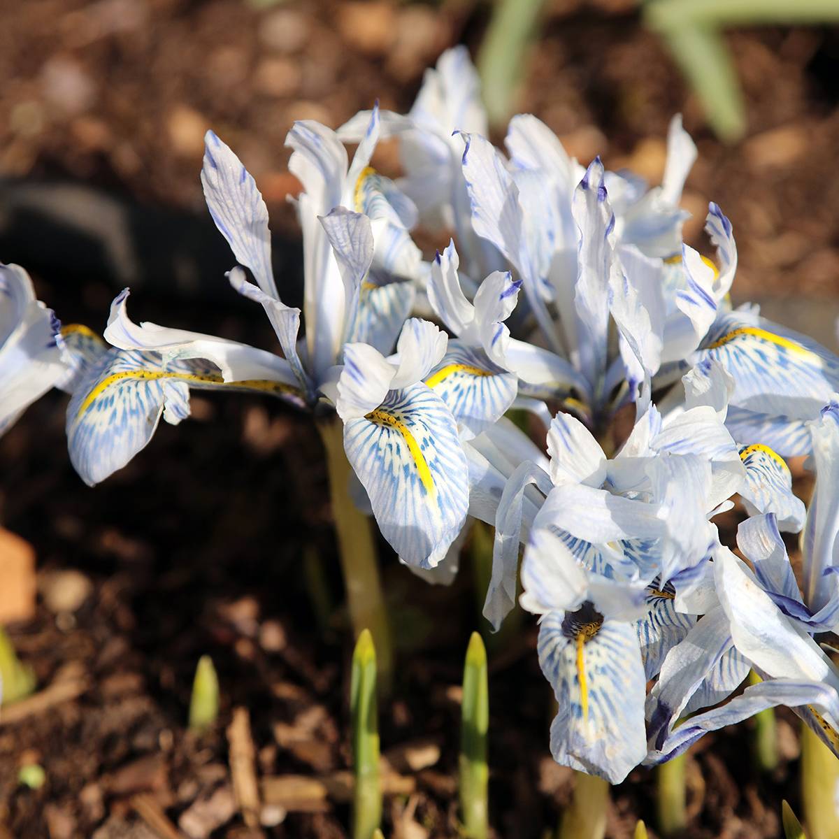 Promesse de Fleurs - Iris reticulata Polar Ice - Iris réticulé Bulbe calibre 5+ (par 15)