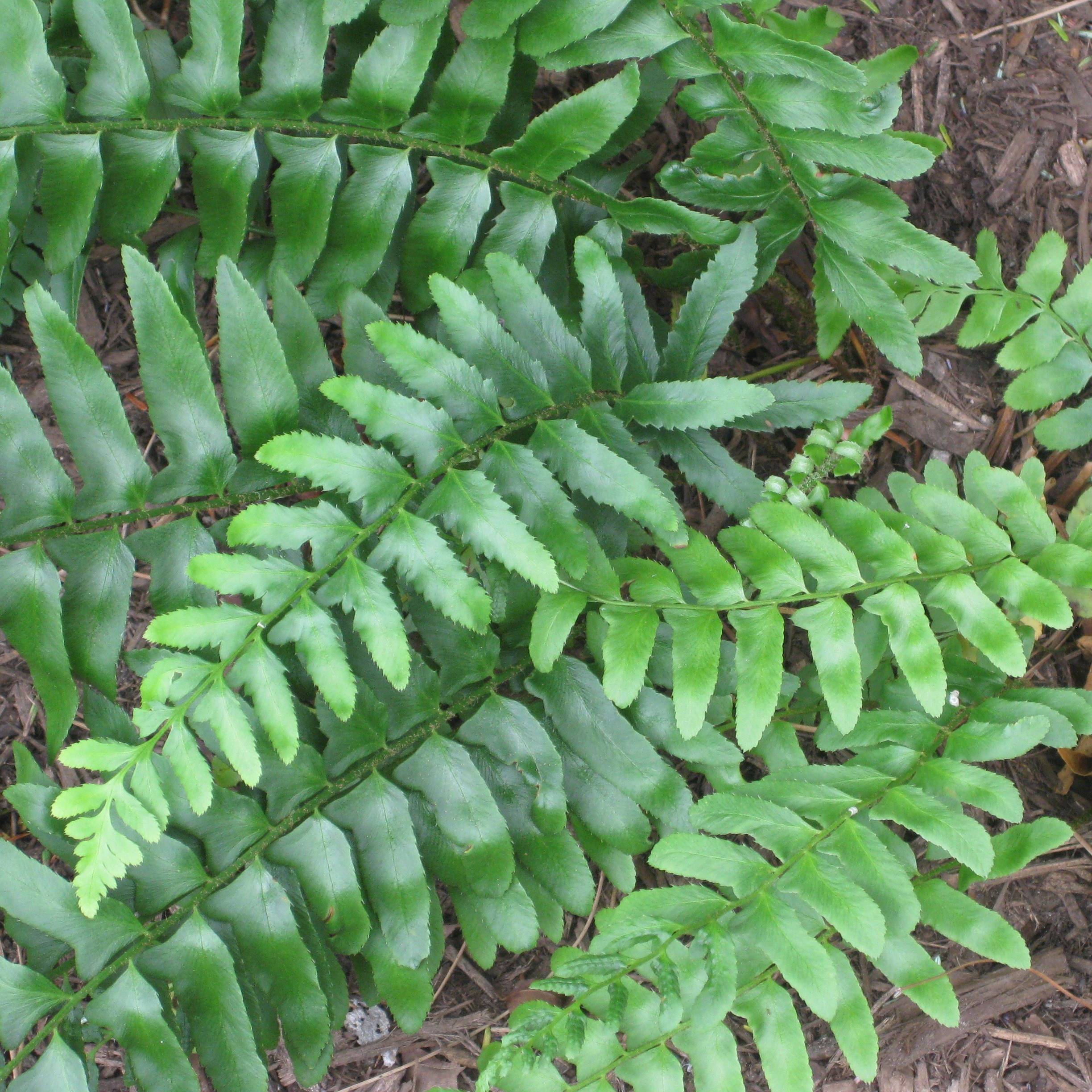 Promesse de Fleurs - Polystichum acrostichoides - Fougère de Noël Godet de 8/9 cm