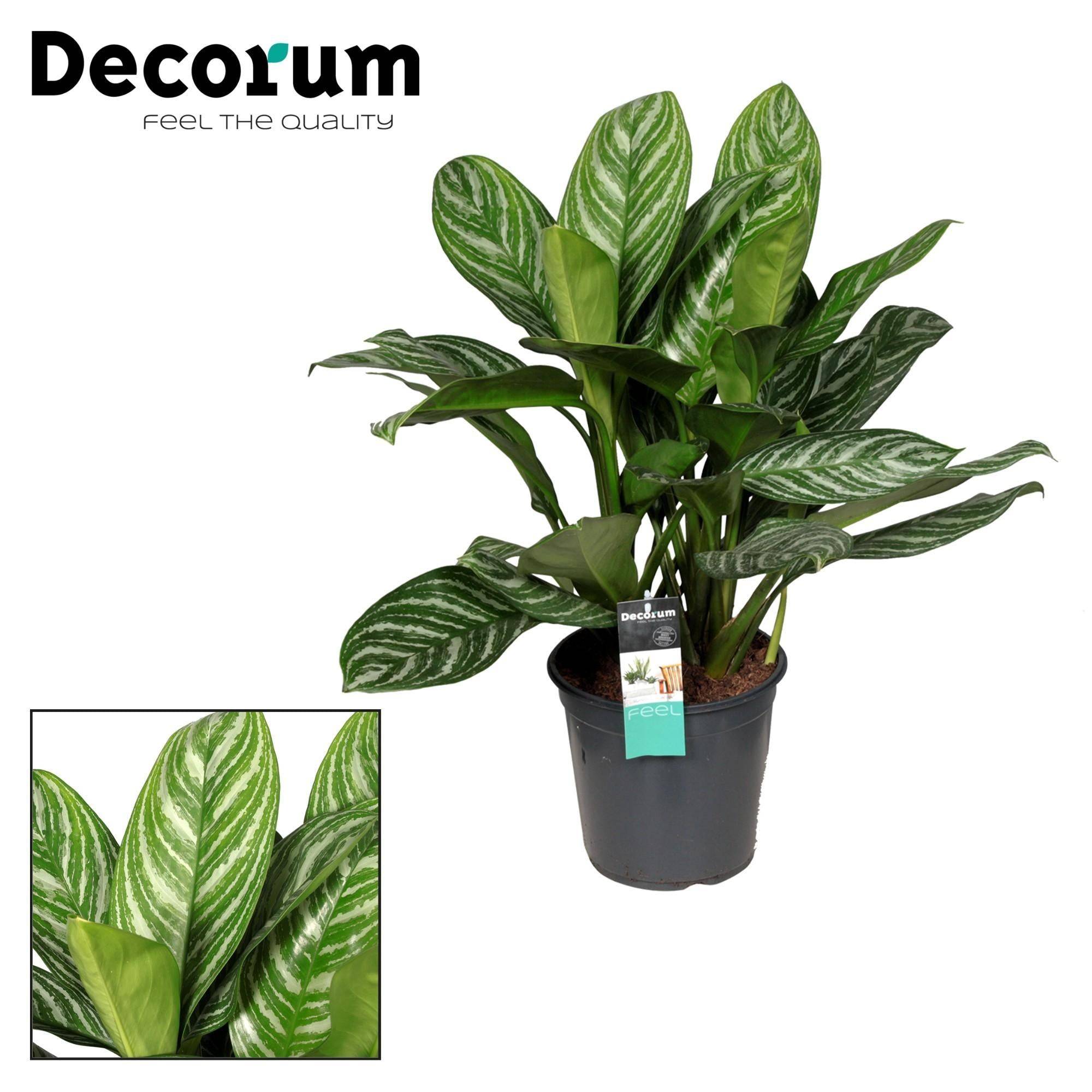 La Green Touch - Aglaonema Stripes - H 80 cm, pot Ø21 cm