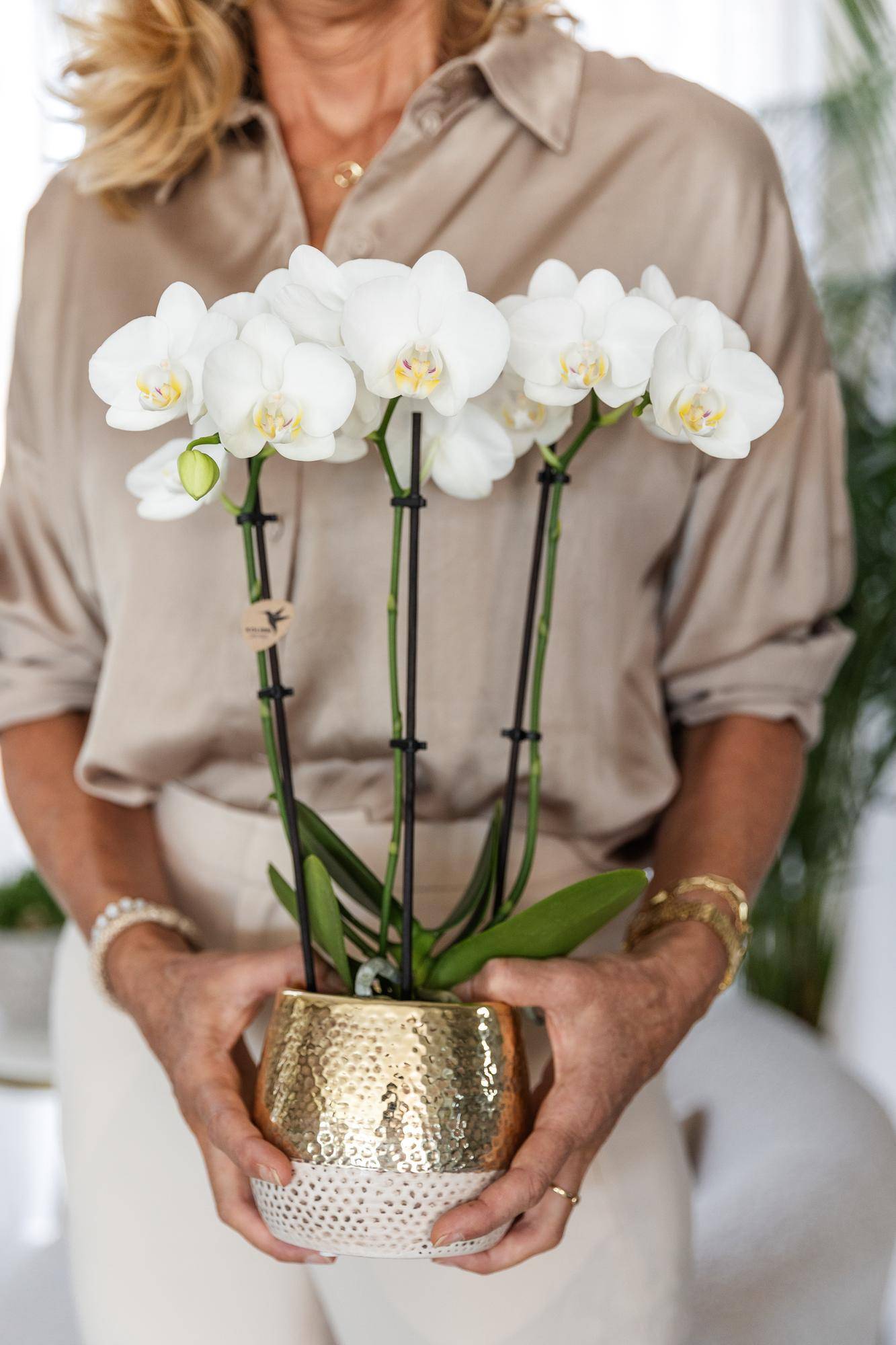 Orchidée Phalaenopsis blanche - Pot de 9cm - Hauteur 40 cm - Doré chic - Plantes d'intérieur - Image 3