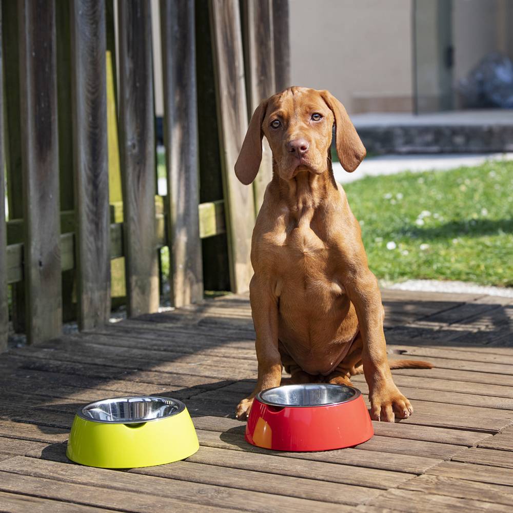 Ferplast - Ferplast Gamelle pour chien Gamelle pour chat Jolie - Gamelles pour chien en acier inoxydable pour l'eau et la nourriture avec support en plastique, - Image 3