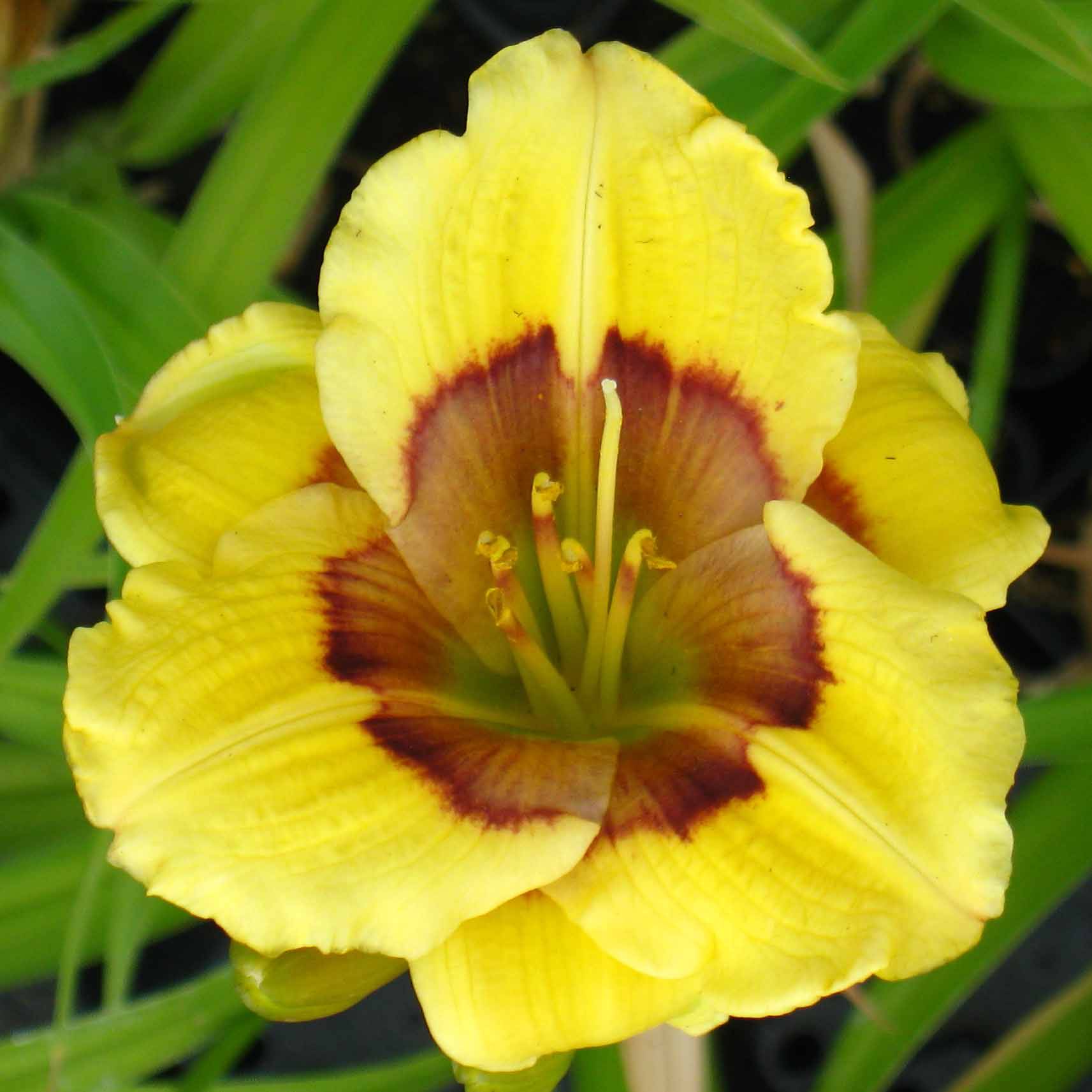 Promesse de Fleurs - Hémérocalle Jason Salter - Lis d'un jour jaune à oeil brun. Pot de 1L/1,5L