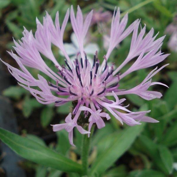 Bleuet des montagnes rose - Centaurée Carnea Godet de 8/9 cm