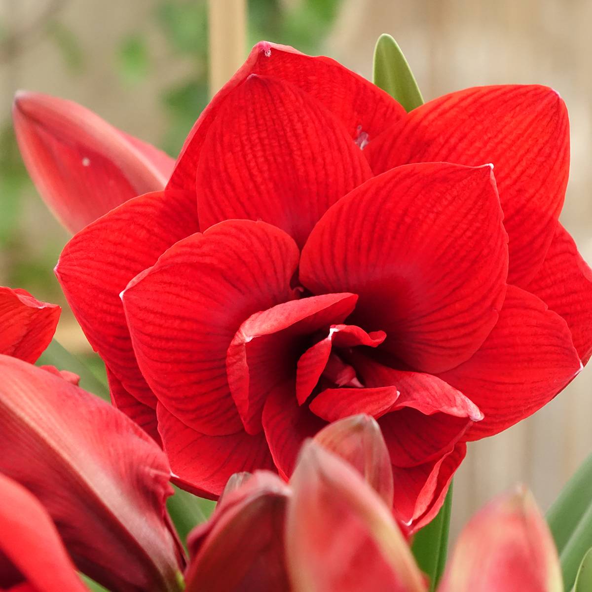 Promesse de Fleurs - Amaryllis Double Dragon Bulbe calibre 30/32