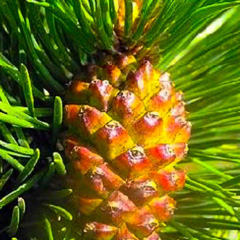 Pin de montagne (Pinus uncinata) - Godet - Taille 13/25cm - Pépinières Naudet - Image 2