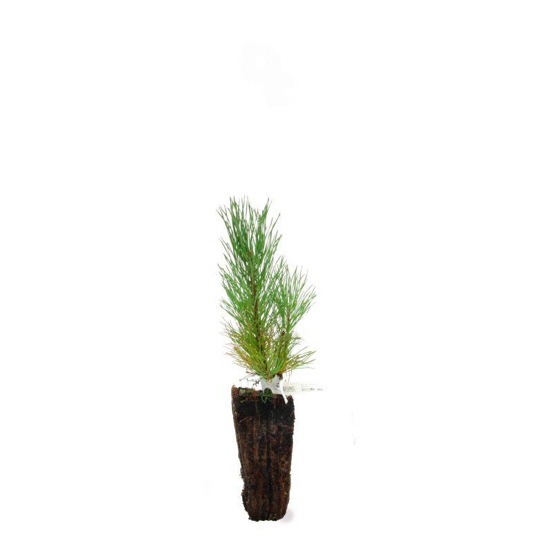 Pin de montagne (Pinus uncinata) - Godet - Taille 13/25cm - Pépinières Naudet - Image 3