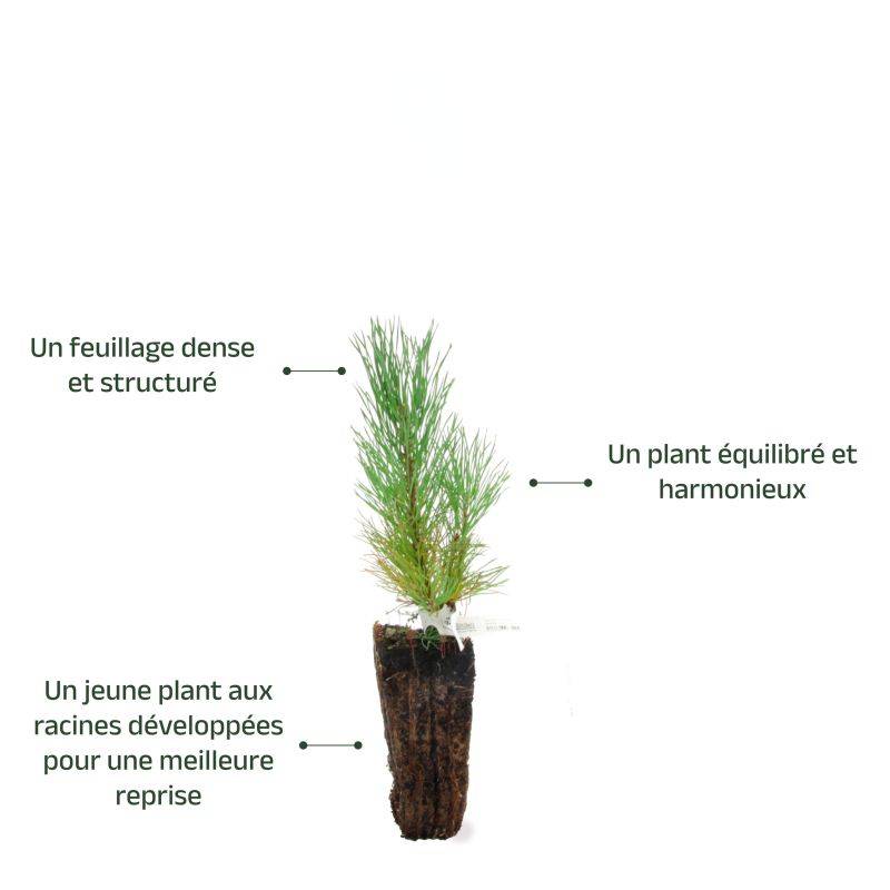 Pin de montagne (Pinus uncinata) - Godet - Taille 13/25cm - Pépinières Naudet - Image 4