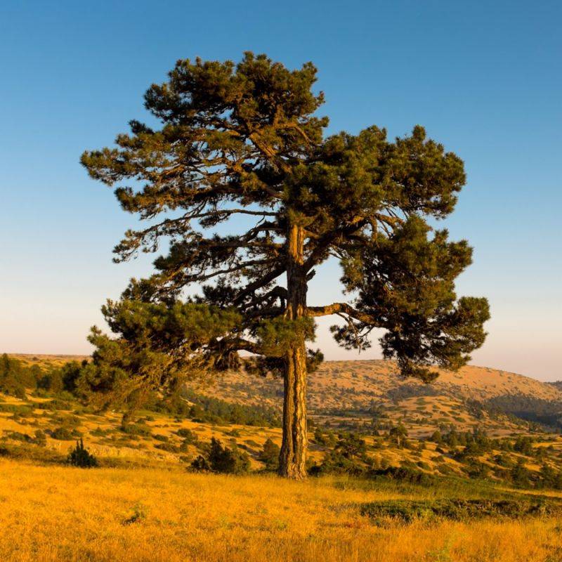 Pin de montagne (Pinus uncinata) - Godet - Taille 13/25cm - Pépinières Naudet - Image 1