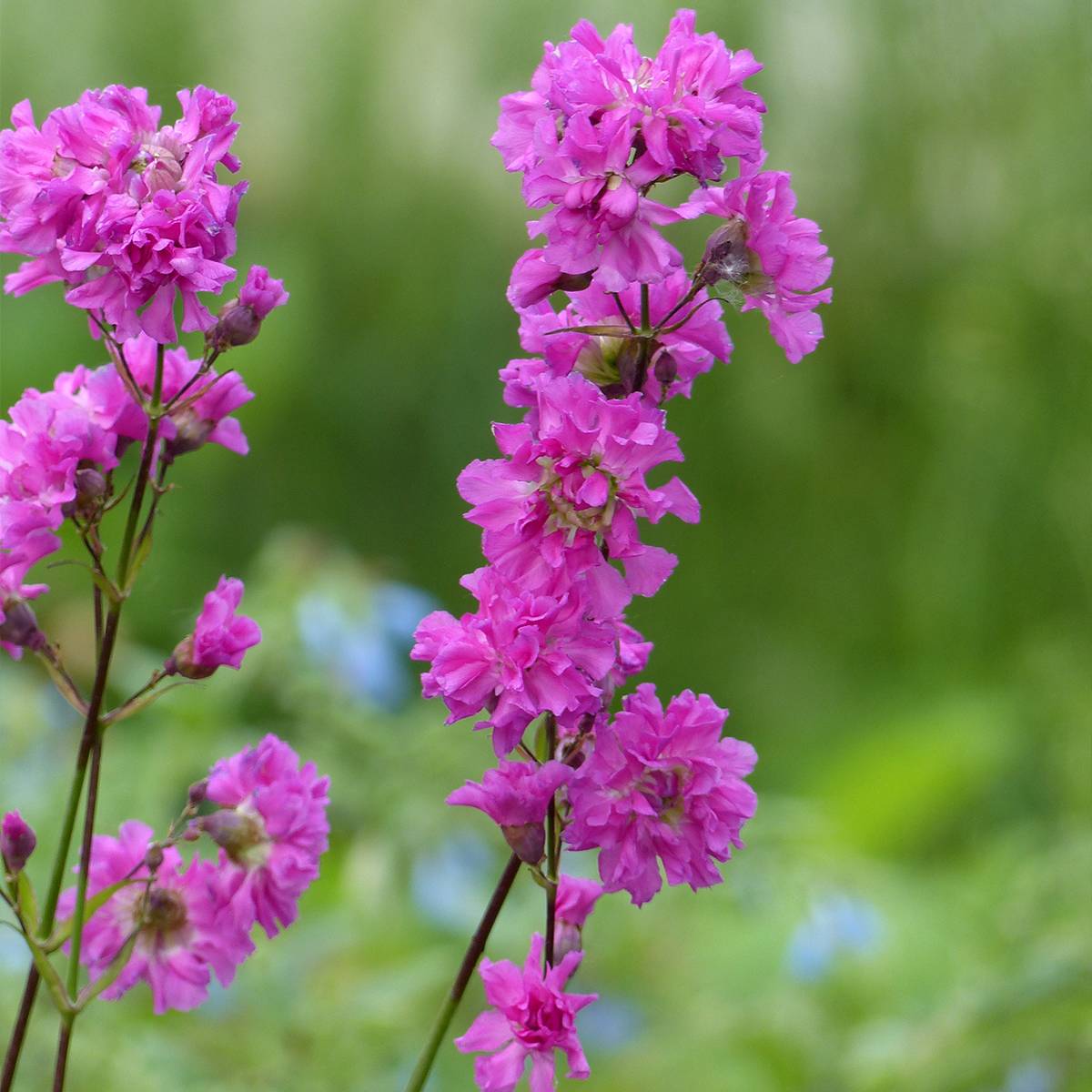 Lychnis viscaria Plena - Attrape-mouches à fleurs doubles Pot de 2L/3L