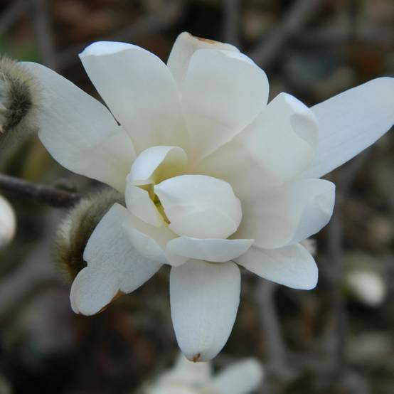 Magnolia denudata Double Diamond - Magnolia Yulan Pot de 7,5L/10L