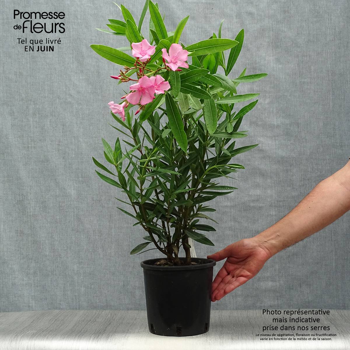 Laurier rose - Nerium oleander Rose Pot de 2L/3L - Image 2
