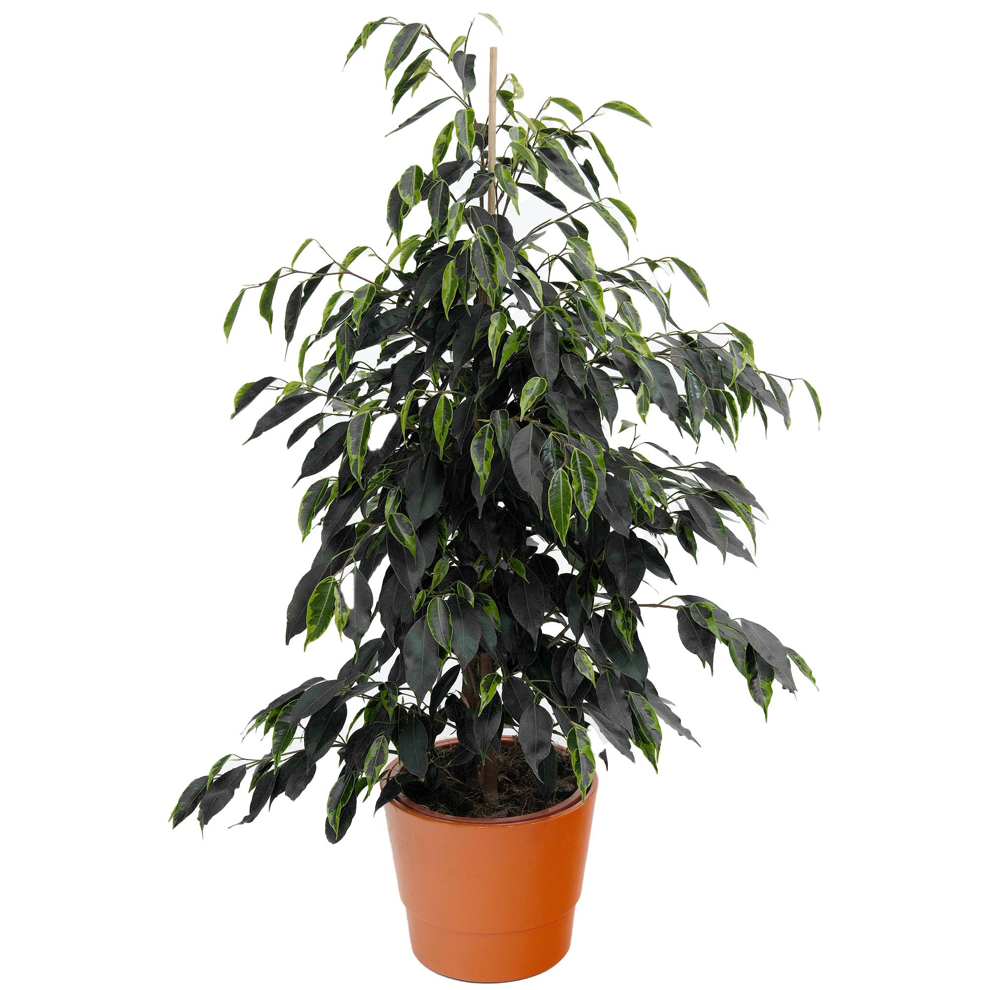 Gardenersdream - 1 Ficus Danielle Plante À Feuilles Persistantes | Les Meilleures Plantes D’Intérieur | Figuier Pleureur En Pot 30-40 Cm - GardenersDream